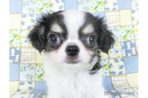 成約済の千葉県のチワワ(ロングコート)-153284の11枚目